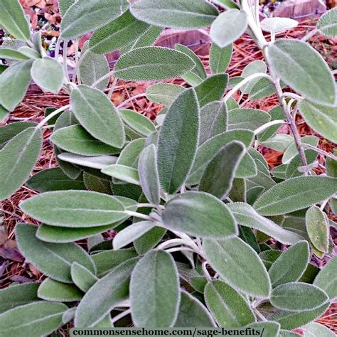 Sage Benefits: Traditional Wisdom Backed by Modern Research