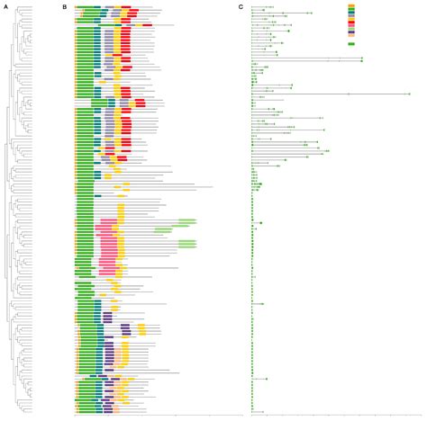 Structural and Functional Analysis of the MADS-Box Genes Reveals Their ...