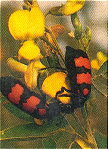 TNAU Agritech Portal :: Crop Protection