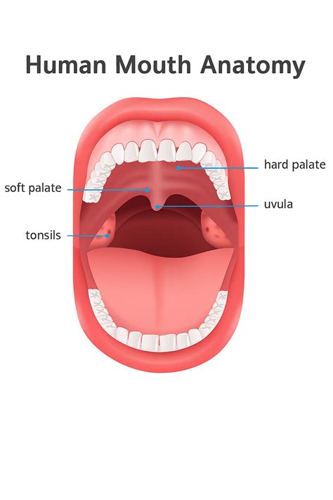 What is the Soft Palate? | Vaughan Dental Experts