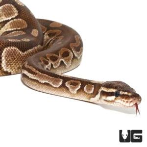 Image result for Female Lesser Ball Python