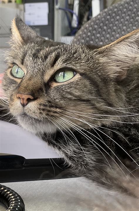 Brookdale Animal Hospital | Discover Our Care