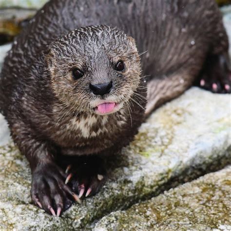 Spotted-Necked Otter - Profile | Traits | Facts | Baby | Behavior ...