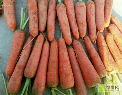 【现挖现发】10斤胡萝卜新鲜红萝卜新鲜蔬菜水果萝卜批发沙地萝卜-阿里巴巴