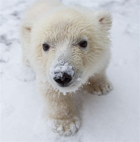 Cute Baby Polar Bears Wallpapers - Wallpaper Cave