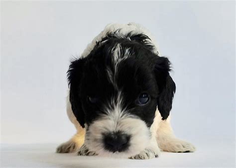 Image result for Cheap Cockapoo