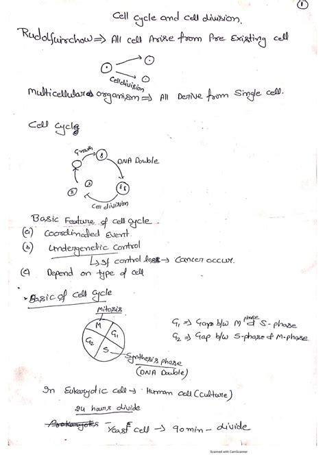 Cell Cycle and Division Notes 的图像结果