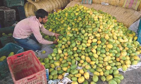 Low production: ‘Langra variety of mango unlikely to hit markets’