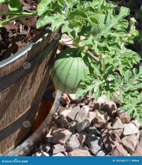 Sugar Baby Watermelon Growing from a Planter. Arizona USA Stock Image ...