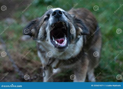 An Angry Dog ??is Barking at You. Stock Image - Image of canine, puppy ...