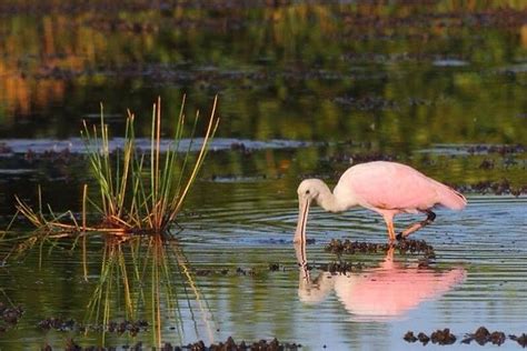 Prek Toal Bird Sanctuary Day Trip from Siem Reap 2021 - Viator