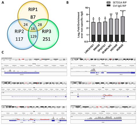In Vivo and In Vitro Characterization of the RNA Binding Capacity of ...