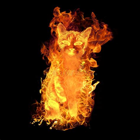 Image result for fire cat
