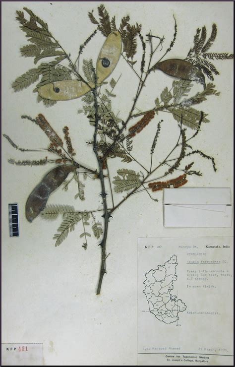 Herbarium JCB