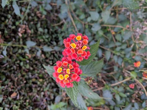Lantana Poisonous To Dogs