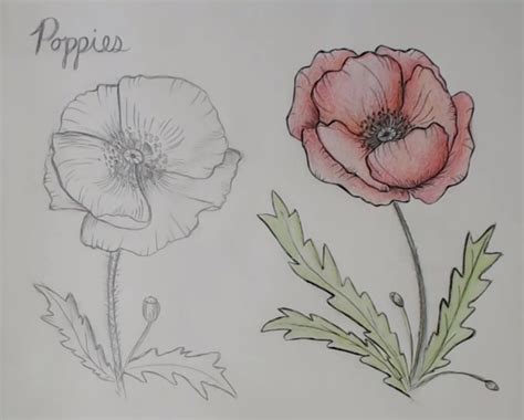 Image result for Easy Draw Poppy
