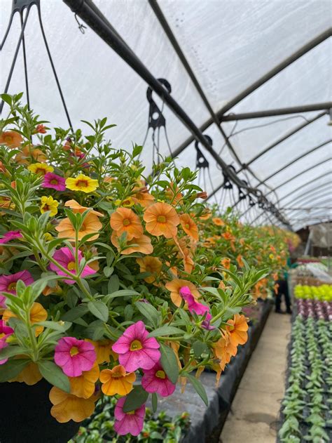 Calibrachoa - Hanging Basket