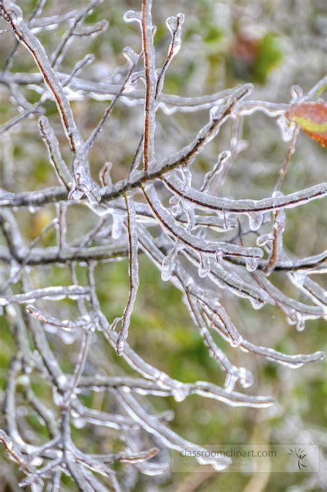 https://classroomclipart.com/image/static7/preview2/photo-winter-ice-covers-tree-branches-63376.jpg