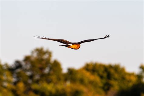 Western Farmers Electric Cooperative