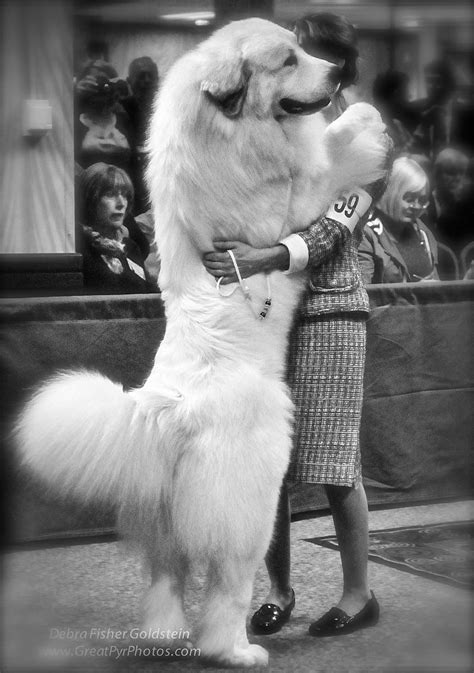 Pyrenean Mountain Dog, Mountain Dogs, Bernese Mountain, Giant Dog ...