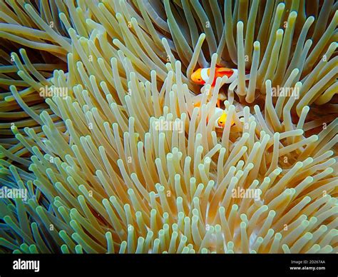 Sea Anemone And Clownfish Mutualism