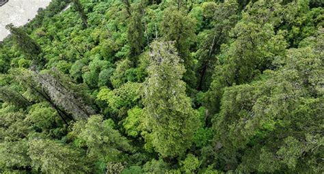 Tallest Native Tree 的图像结果