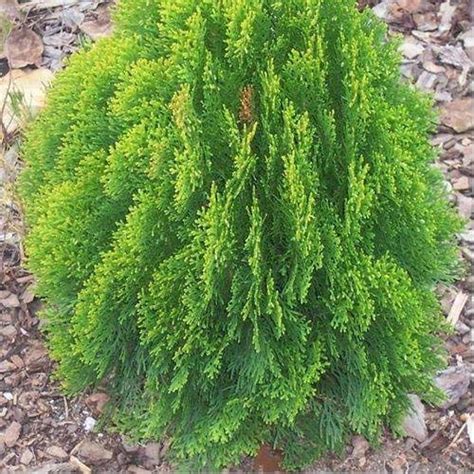 Mor Pankh live Plant with Pot (4 inch Pot) : Amazon.in: Garden & Outdoors