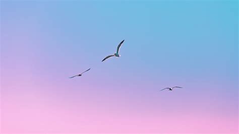 Wallpaper seagulls, birds, flight, gradient hd, picture, image
