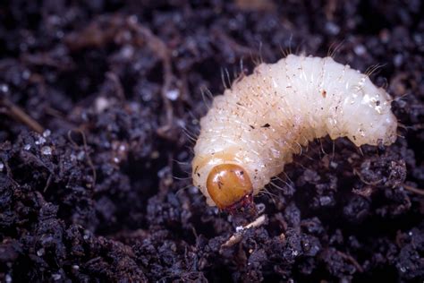 Plant Pests Overview - Biocontrol, Damage and Life Cycle