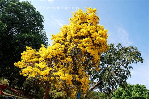 Yellow trumpet tree | Tabebuia serratifolia