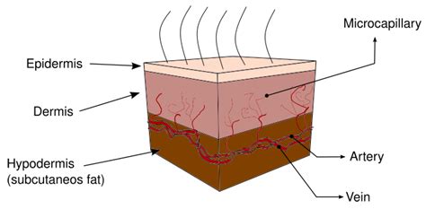 Calculation of Effective Thermal Conductivity for Human Skin Using the ...