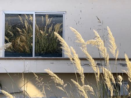 सरकंडा: तथ्य, भौतिक विवरण, कैसे विकसित करें और बनाए रखें, और उपयोग करें ...