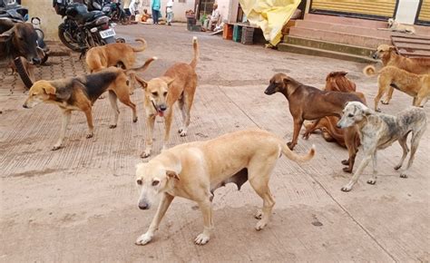 Bihar: Authorities Hunt Stray Dog Which Injured More Than 70 People In ...