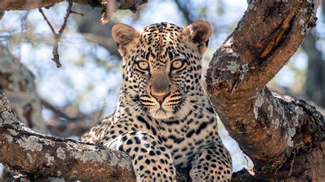 Download wallpaper 3840x2160 african leopard, leopard, big cat, paws ...