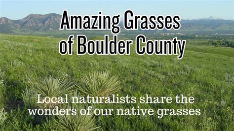 Amazing Grasses of Boulder County, Lyons Regional Library, 26 March ...
