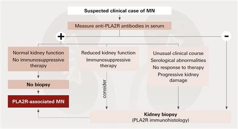 Anti-PLA2R antibody detection in primary membranous nephropathy: now ...