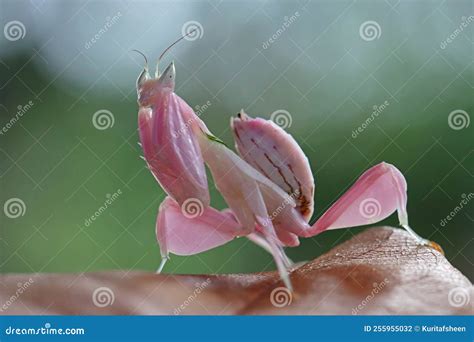 Beautiful Pink Orchid Mantis on Dry Leaves with Isolated Backgroun ...