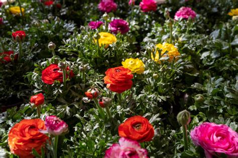 How to Grow Ranunculus Bulbs in India this Autumn | AllThatGrows