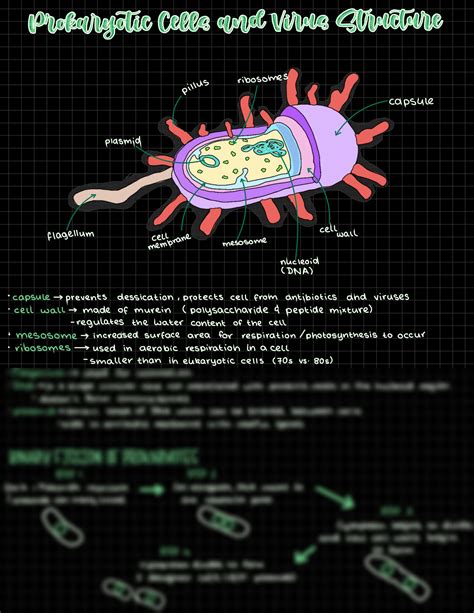 SOLUTION: Prokaryotic cell virus structure a level biology notes ...