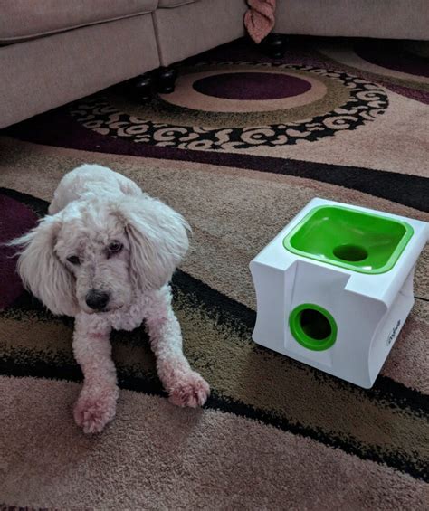 Training Dog On Automatic Fetch Machine 的图像结果