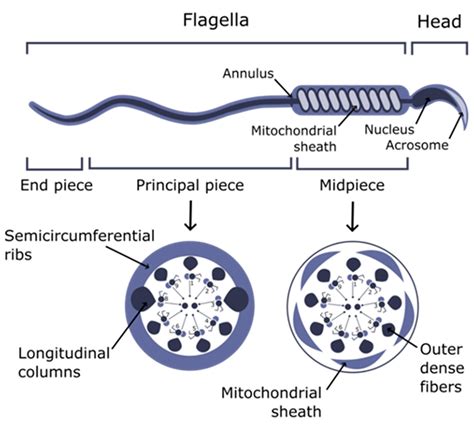 Structure and Composition of Spermatozoa Fibrous Sheath in Diverse ...