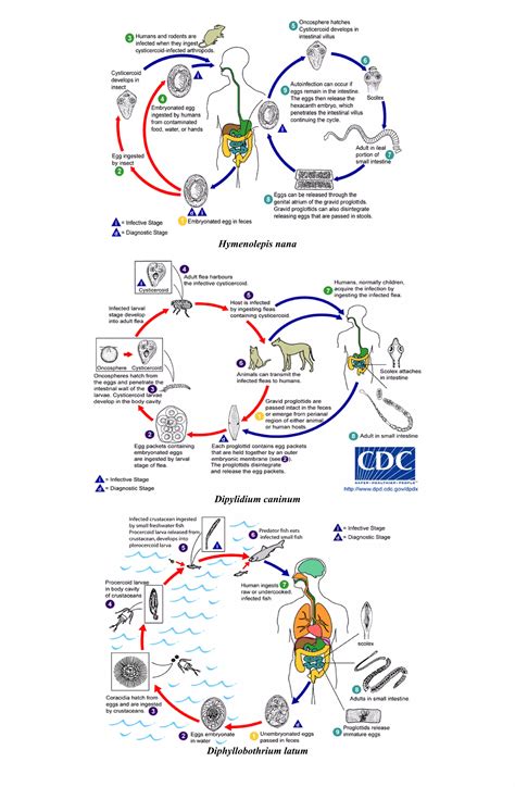 Nematodes trematodes and cestodes handouts | PDF