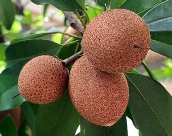 Cloud Farm Live Fruit Plant Manilkara Zapota,Sapodilla, Sapota, chikoo ...