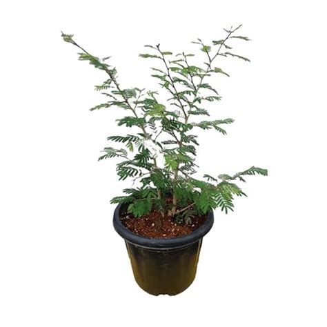 Gachwala Shami Plant Original with Pot (Prosopis Cineraria), Sami Plant ...
