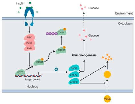 A Review of FoxO1-Regulated Metabolic Diseases and Related Drug Discoveries