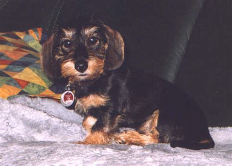 Zwergrauhaardackel in Kohlberg | Tiere | Kleinanzeigen