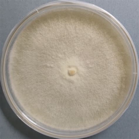 Amazon.in: AgriPie: Mushroom Culture Plate