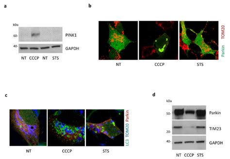 PINK1 Protects against Staurosporine-Induced Apoptosis by Interacting ...