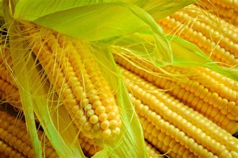 我国鲜食玉米种植面积达1200万亩(图) - 聚焦三农 - 中国网 • 山东
