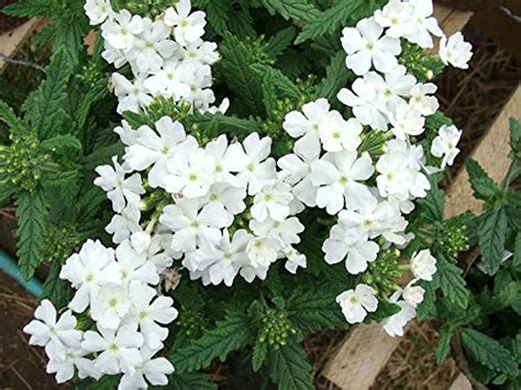 Creative Farmer Flower Seeds : Barbena White Flower Seeds Mixed Easy To ...